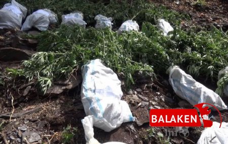 Balakəndə narkotik vasitələrin dövriyyəsi ilə məşğul olan bir neçə qrup ifşa edilib - FOTO