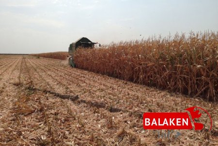 Balakənin qarğıdalı sahələrində orta məhsuldarlıq 60 sentnerdən yüksəkdir