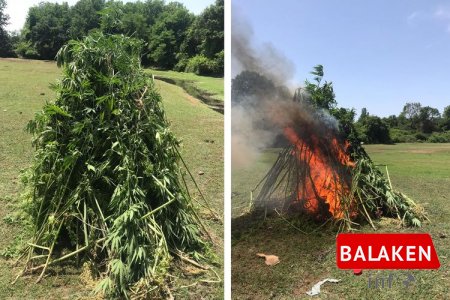 Balakəndə 2 tondan artıq çətənə kolu məhv edilib