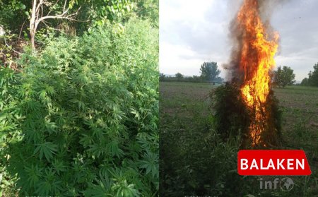 Balakəndə 1200 kq narkotik vasitə məhv edilib