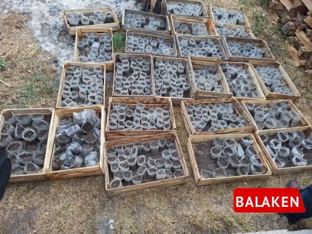 Balakəndə narkotik becərən şəxslər tutulub - FOTO