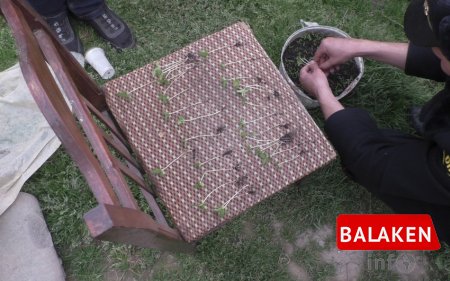 Balakəndə istixanada narkotik yetişdirən keçmiş məhkum saxlanıldı