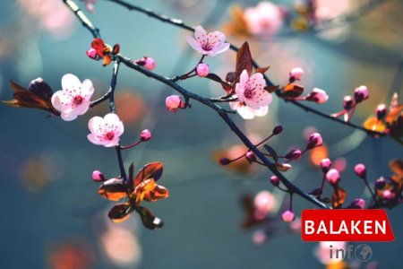 Aprel ayına olan hava proqnozu açıqlandı