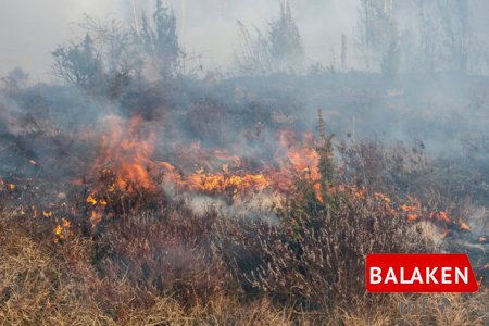 Balakəndə fındıq bağlarında yanğın olub