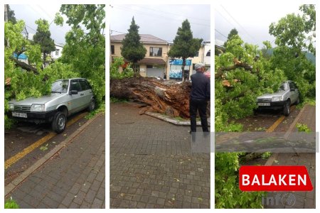 Qeyri-sabit hava şəraiti Balakən Zaqatala bölgəsində bir sıra fəsadlar törədib