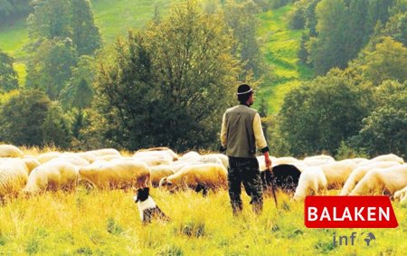 Balakəndə maraqlı hadisə: Çoban məhkəmədə gömrükçünü uddu