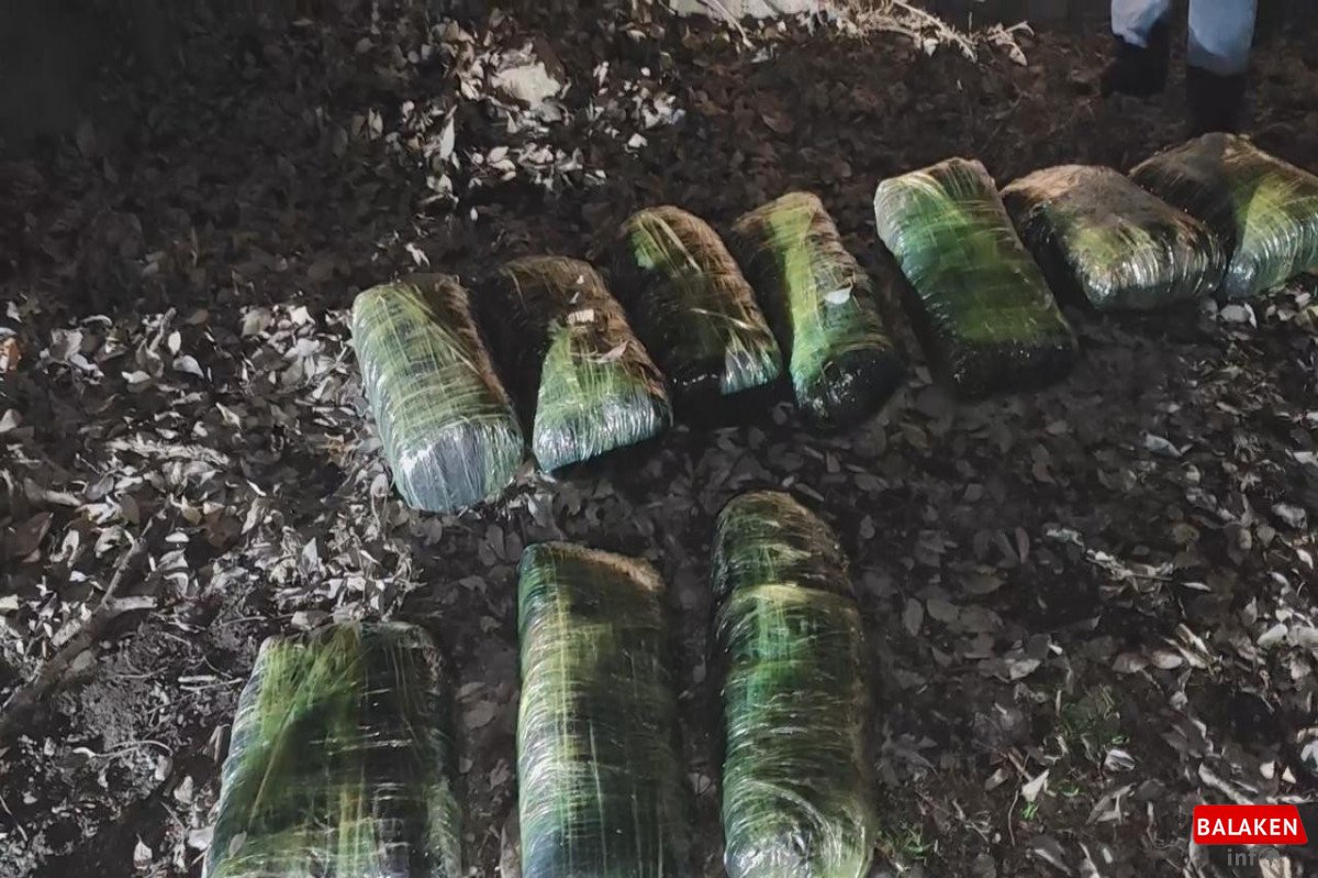 Balakəndə irimiqyaslı əməliyyat – 33 kq narkotik və silah-sursat aşkarlandı, 16 nəfər saxlanıldı