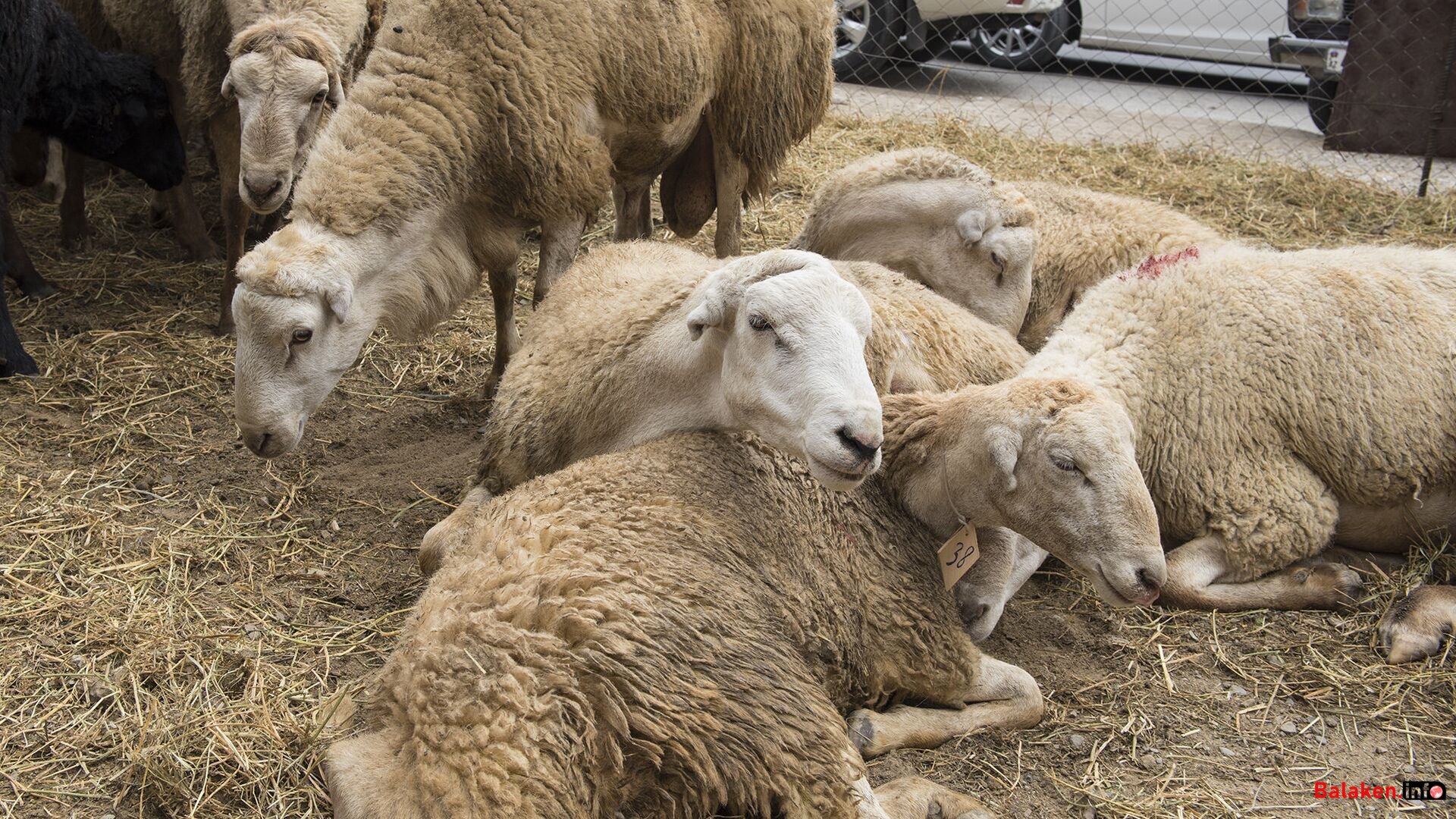 Balakəndə qurbanlıq heyvanların kəsimi üçün xüsusi məntəqə təşkil olunacaq